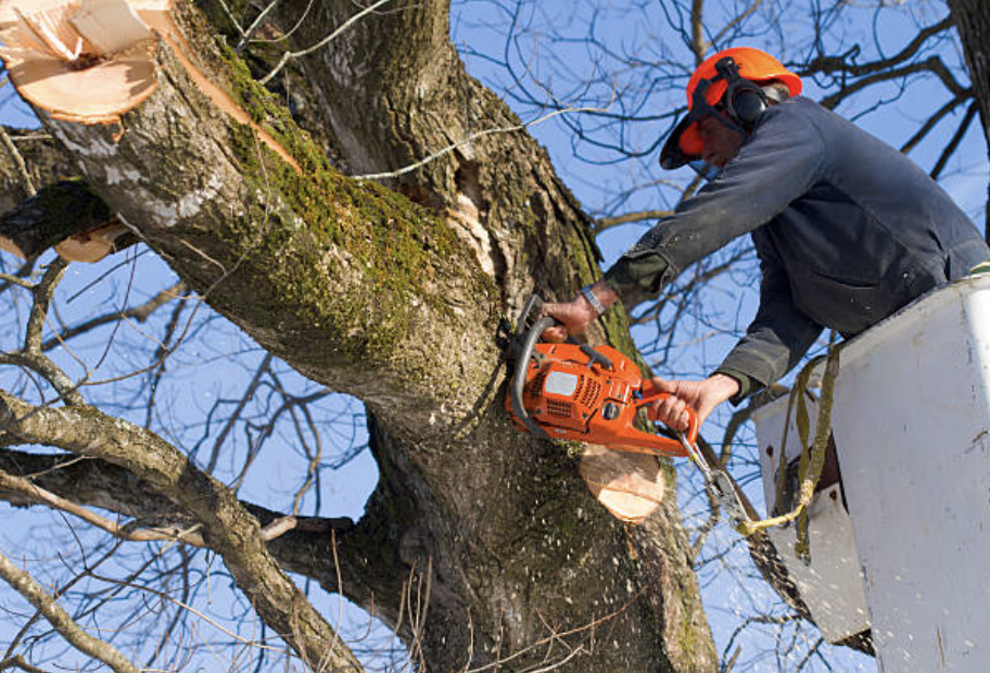 tree pruning in South Portsmouth