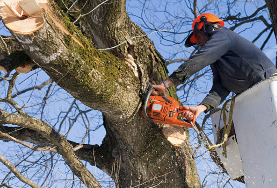 tree pruning in North Smithfield